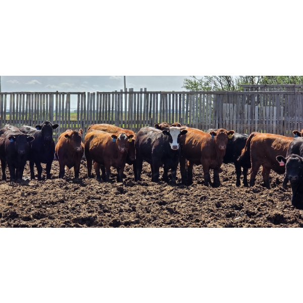 South Island Farms - 980# June/July Delivery Heifers - 100 Head (Bow Island, AB)