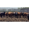Image 1 : South Island Farms - 980# June/July Delivery Heifers - 100 Head (Bow Island, AB)