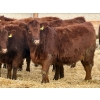 Image 5 : Meyer Cattle Inc. - 650# December Delivery Weaned Heifers - 95 Head (Lethbridge, AB)