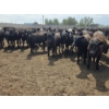 Image 11 : Cattlewood Farms Ltd. - 740# June Delivery Heifers - 145 Head (Fincastle, AB)