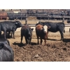 Image 3 : Chipping Hill Cattle Co. - 790# June Delivery Heifers - 65 Head (MacGregor, MB)