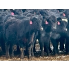 Image 9 : Sturgeon River Ranch - 680# March Delivery Heifers - 90 Head (Rockyford, AB)