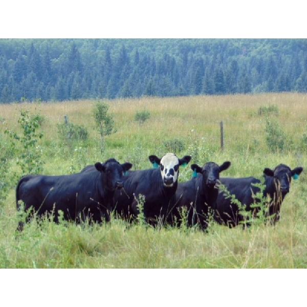Lazy J Cattle Co. - 830# September Grass Heifers - 200 Head (Cochrane, AB)