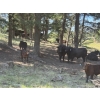 Image 5 : Willow Ranch/Keith & Shelley Ogilvie - 635# October Delivery Steer Calves - 90 Head (Kamloops, BC)