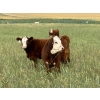 Image 3 : Jones Hereford Ranch - 540# October Delivery Heifer Calves - 30 Head (Balzac, AB)