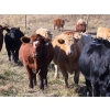 Image 3 : Forbes Bros. Ranching - 975# October Delivery Grass Heifers - 120 Head (Senlac, SK)
