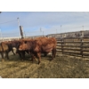Image 3 : Ribbon Creek Ranch - 6 Red Heifers (Pen 318 - 320) 1105# avg