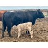 Image 5 : Blue Moon Cattle Co. - 32 Black X Pairs (Irricana, AB)