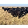 Image 7 : Standing Farms - 575# Steer Calves - 65 Head (Spondin, AB)
