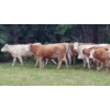 Image 5 : Ootsa Lake Cattle Co. - 820# September Delivery Grass Heifers - 77 Head (Ootsa Lake, BC)