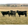 Image 12 : Valley View Ranch - 950# October Delivery Grass Heifers - 150 Head (Strathmore, AB)
