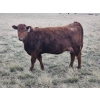Image 7 : Rolling N Ranches (Nolan & Amanda Osadczuk) - 80 Heifer Pairs
