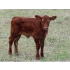 Image 7 : Lamb Cattle Company - 475# October Delivery Heifer Calves - 250 Head (Hanley, SK)