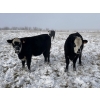 Image 7 : Lemmer Farms - 20 BBF Bred Heifers (Rocky View, AB)