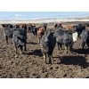 Image 3 : Lamb Cattle Co. - 1025# September Delivery Grass Steers - 600 Head (Drake, SK)