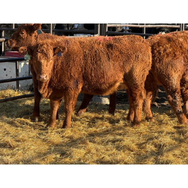 Fox Cattle Co. - 3 Bred Heifers (Pen 433)
