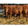 Image 1 : Fox Cattle Co. - 3 Bred Heifers (Pen 433)
