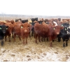 Image 2 : Hebert Livestock Ventures - 31 Red/RBF Simm/Angus X Replacement Heifers (Wawota, SK) VBP+