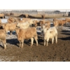 Image 5 : McKenzie Ranch - 820# March Delivery Steers - 73 Head (Delisle, SK)