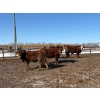 Image 5 : Four Harts Cattle Co. - 940# March/April Delivery Steers - 265 Head (Vermilion, AB)