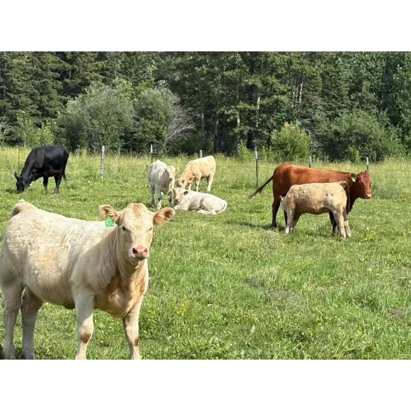 Lowe Ranches - 600# October Delivery Heifer Calves - 105 Head (Nanton, AB)