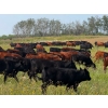 Image 2 : Terry & Wanda Martin - 875# September Delivery Grass Heifers - 650 Head (Watrous, SK)