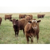 Image 5 : Jeff & Bonnie Resch - 1025# September Grass Steers - 122 Head (Coville, SK)