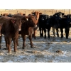 Image 3 : Reid Ranching Cremona - 590# January Delivery Steers - 100 Head (Cremona, AB)