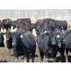 Image 2 : Leon Torkelson - 710# April Delivery Heifers - 90 Head (Millicent, AB)