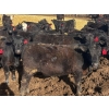 Image 5 : Blandford Farms Ltd. - 930# April/May Delivery Steers - 185 Head (Scandia, AB)