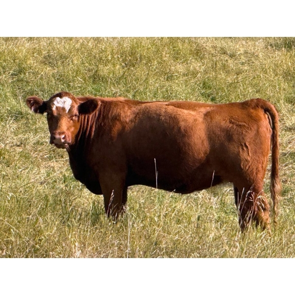 Riverbend Ranch - 860# September Delivery Grass Heifers - 310 Head (Scotfield, AB)