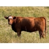 Image 1 : Riverbend Ranch - 860# September Delivery Grass Heifers - 310 Head (Scotfield, AB)