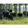Image 3 : Rafter 17 Ranching - 840# October Delivery Steer Calves - 150 Head (Eckville, AB)