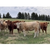 Image 3 : Carter Morison - 1000# August Delivery Grass Heifers - 62 Head (Airdrie, AB)