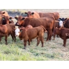 Image 14 : Twisted T Cattle Co. - 485# November Delivery Steer Calves - 110 Head (Carievale, SK)
