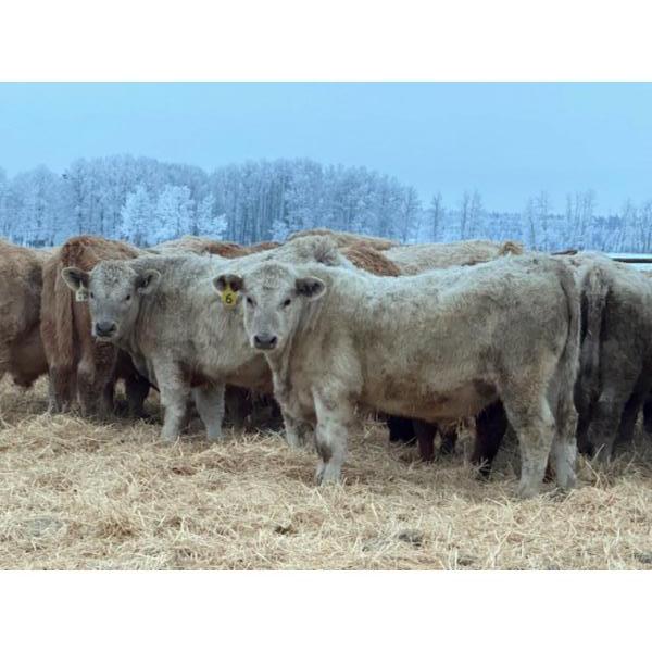 Jason Szymanek - 800# January Delivery Steers - 150 Head (Stauffer, AB)