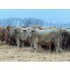 Image 1 : Jason Szymanek - 800# January Delivery Steers - 150 Head (Stauffer, AB)