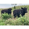 Image 3 : Red Spring Ranch - 46 Angus X Cows (Okla, SK) *selling actual pay weight*