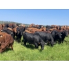 Image 3 : Lone Star Cattle Co. - 1040# September Delivery Grass Steers - 530 Head (Buck Lake, AB)