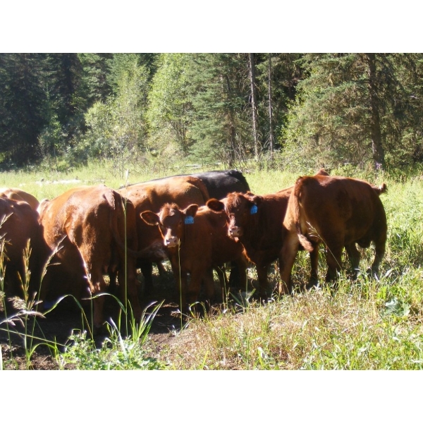 Bohnet Ranch - 675# November Delivery Steer Calves - 60 Head (Savona, BC)