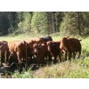 Image 1 : Bohnet Ranch - 675# November Delivery Steer Calves - 60 Head (Savona, BC)
