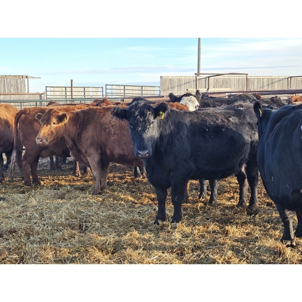 Culligan Ranches (Ryan Culligan) - 2 Black Young Cows (Pen 536)