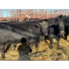 Image 3 : Crooked Creek Ranch - 16 Second Calvers (Pen 406A)