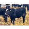 Image 7 : G & B Farms - 740# March Delivery Steers - 79 Head (Deloraine, MB) VBP+