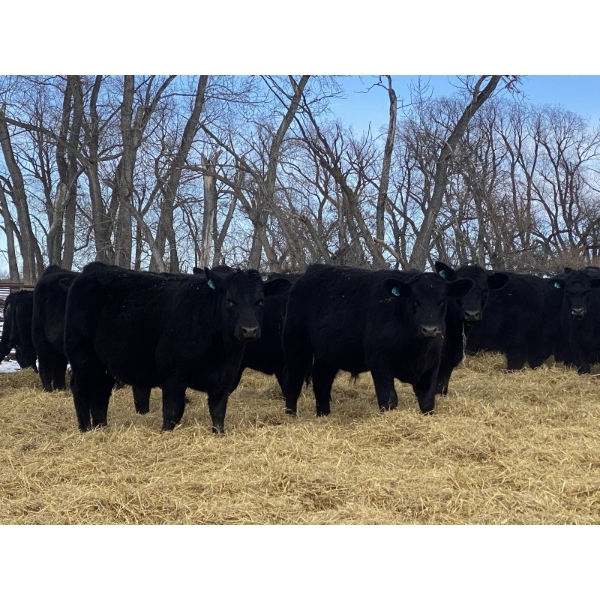 Houston Farms - 800# March Delivery Steers - 78 Head (Eckville, AB)