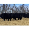 Image 1 : Houston Farms - 800# March Delivery Steers - 78 Head (Eckville, AB)