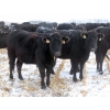 Image 5 : Little Rainbow Ranch - 22 Black & BBF Simm X Angus 3rd Calf Spring Calvers (Moosomin, SK)
