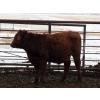 Image 8 : Barfus Farms - 865# December Delivery Weaned Steers - 205 Head (Hill Spring, AB)
