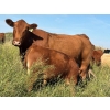 Image 7 : Dan & Kathy MacDonald - 575# October Delivery Steer Calves - 110 Head (Buffalo, AB)