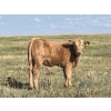 Image 1 : K Griffith Ranching - 585# November Delivery Steer Calves - 100 Head (Delia, AB)